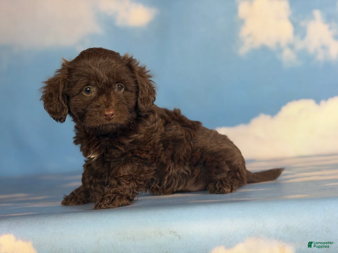 Doxiepoo dogs for sale: Brownie  - Ad 3