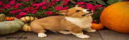 Welsh Corgi Pembroke dogs for sale: Tramp - Ad 5
