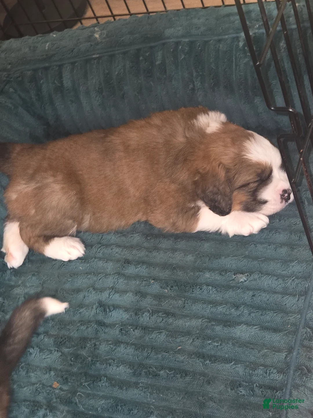 Mixed Breed dogs for sale: Zues - Ad 25