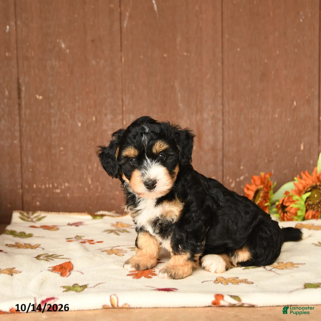 Mini Bernedoodle dogs for sale: Karl - Ad 1
