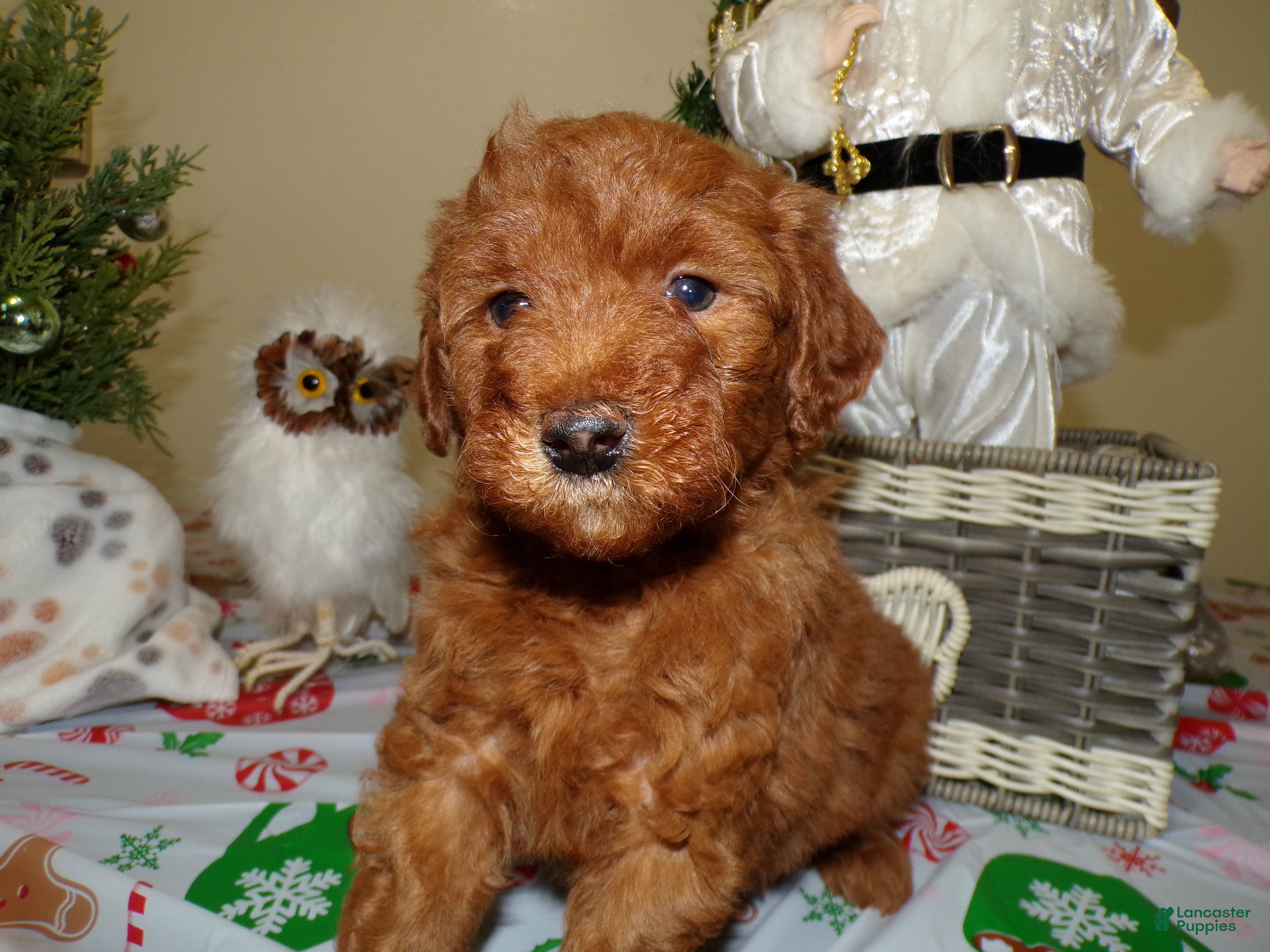 Miniature Poodle dogs Miniature Poodle Puppy 4 Joy - Ad 30