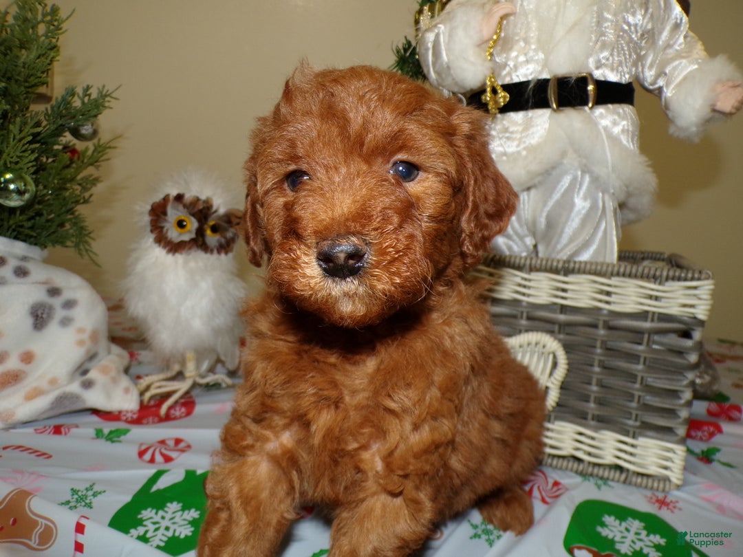 Miniature Poodle dogs for sale: Miniature Poodle Puppy 4 Joy - Ad 1