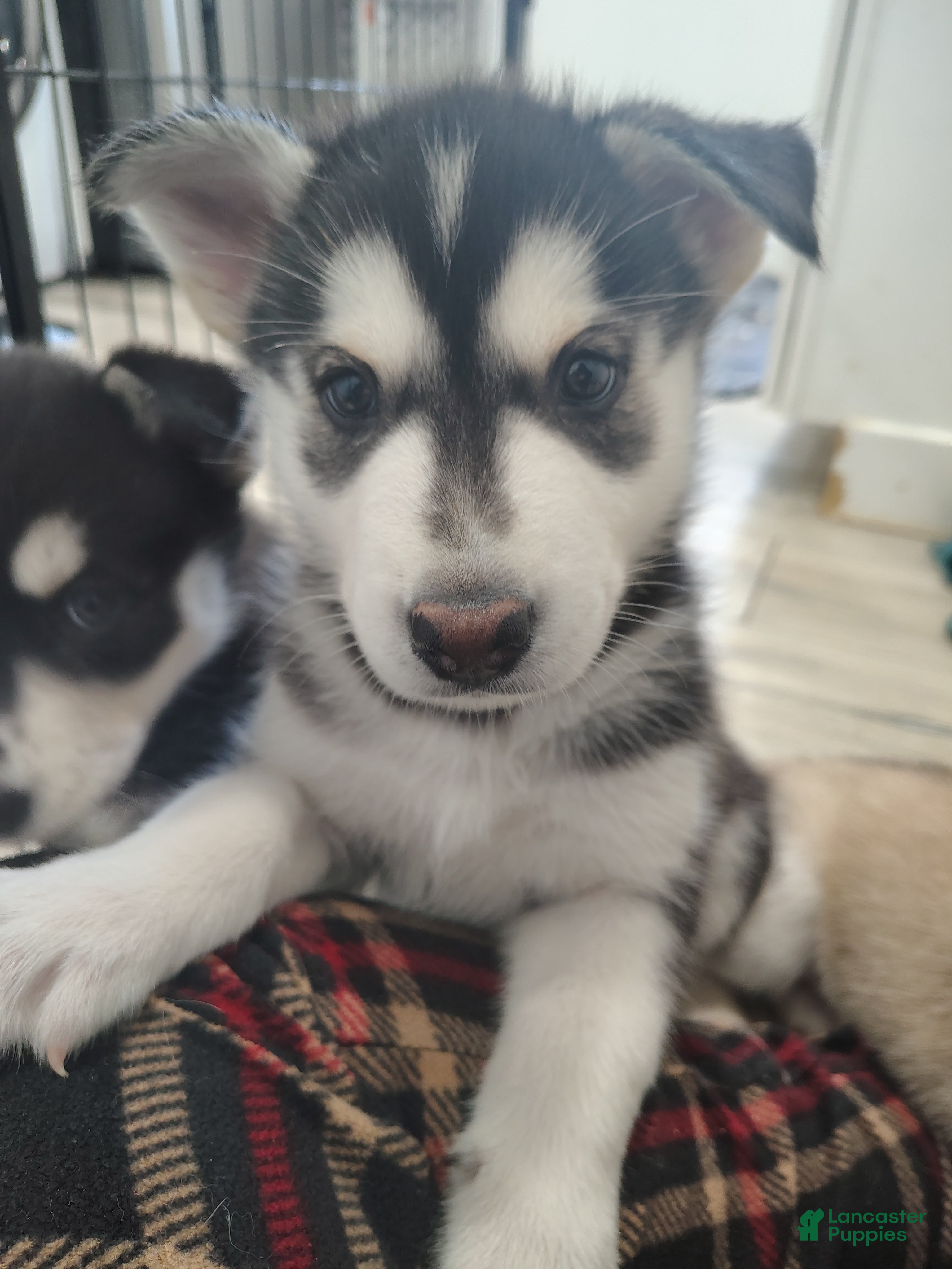 Gerberian Shepsky dogs Gerberian Shepsky Puppy 2 - Ad 7