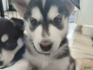 Gerberian Shepsky dogs Gerberian Shepsky Puppy 2 - Ad 21