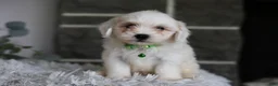 Maltipoo dogs for sale: Frankie - Ad 4