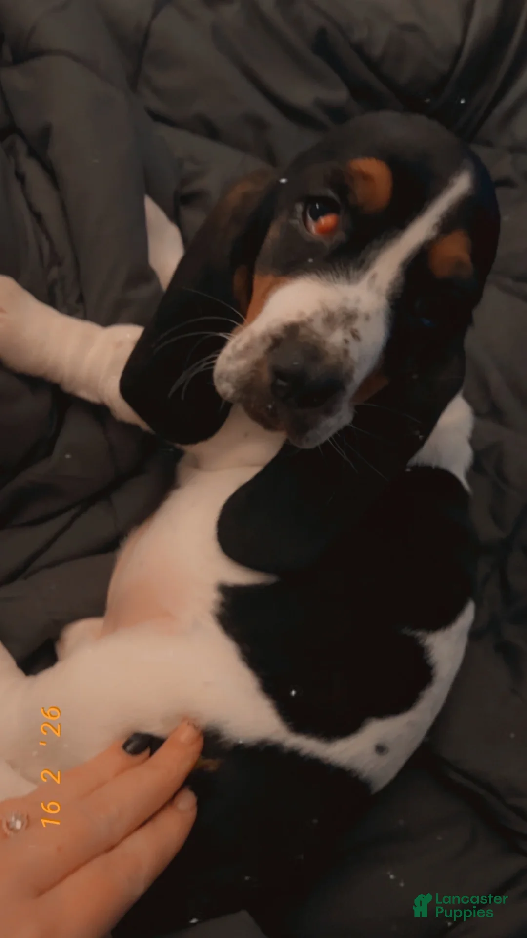 Basset Hound dogs for sale: Basset Hound Puppy 1 - Ad 1