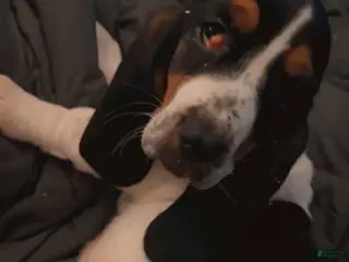 Basset Hound dogs Basset Hound Puppy 1 - Ad 2