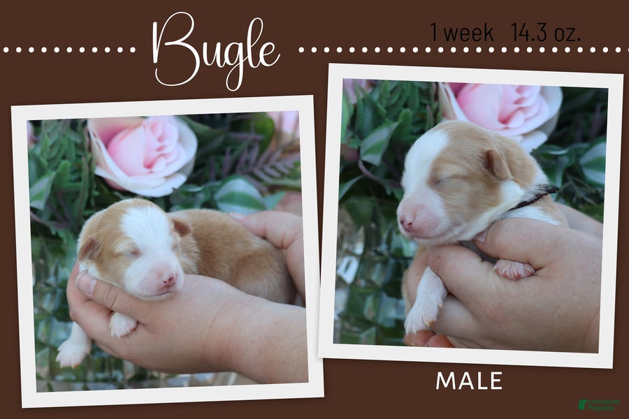 Miniature Australian Shepherd dogs for sale: Bugle - Ad 1