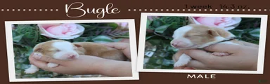 Bugle