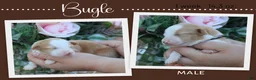 Miniature Australian Shepherd dogs for sale: Bugle - Ad 1