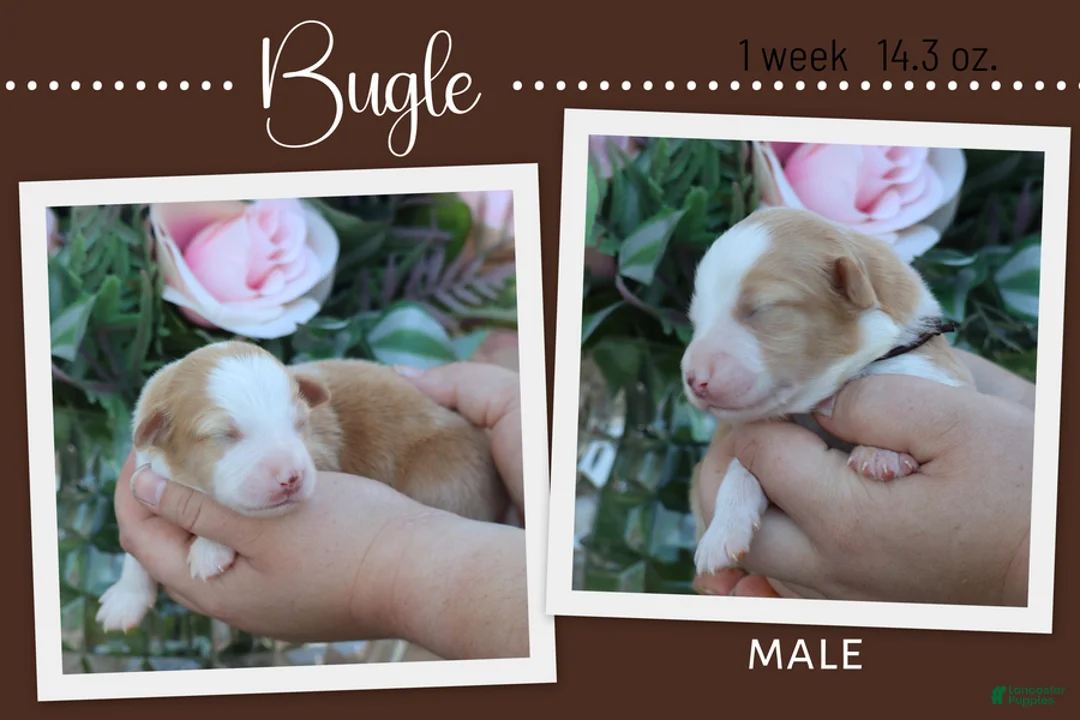 Miniature Australian Shepherd dogs for sale: Bugle - Ad 1