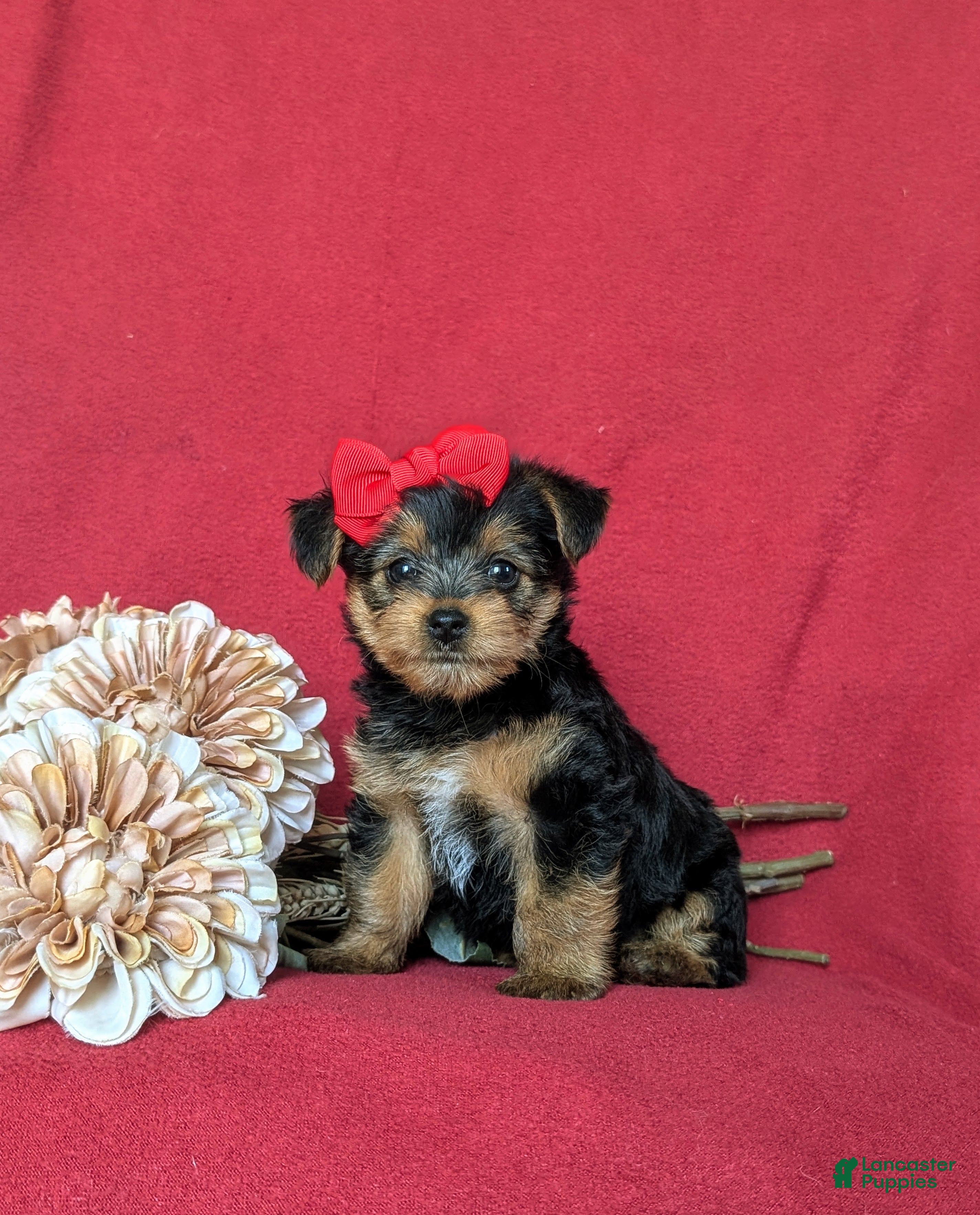 Yorkshire Terrier dogs Trinity 4.5 lbs Full Grown - Ad 2