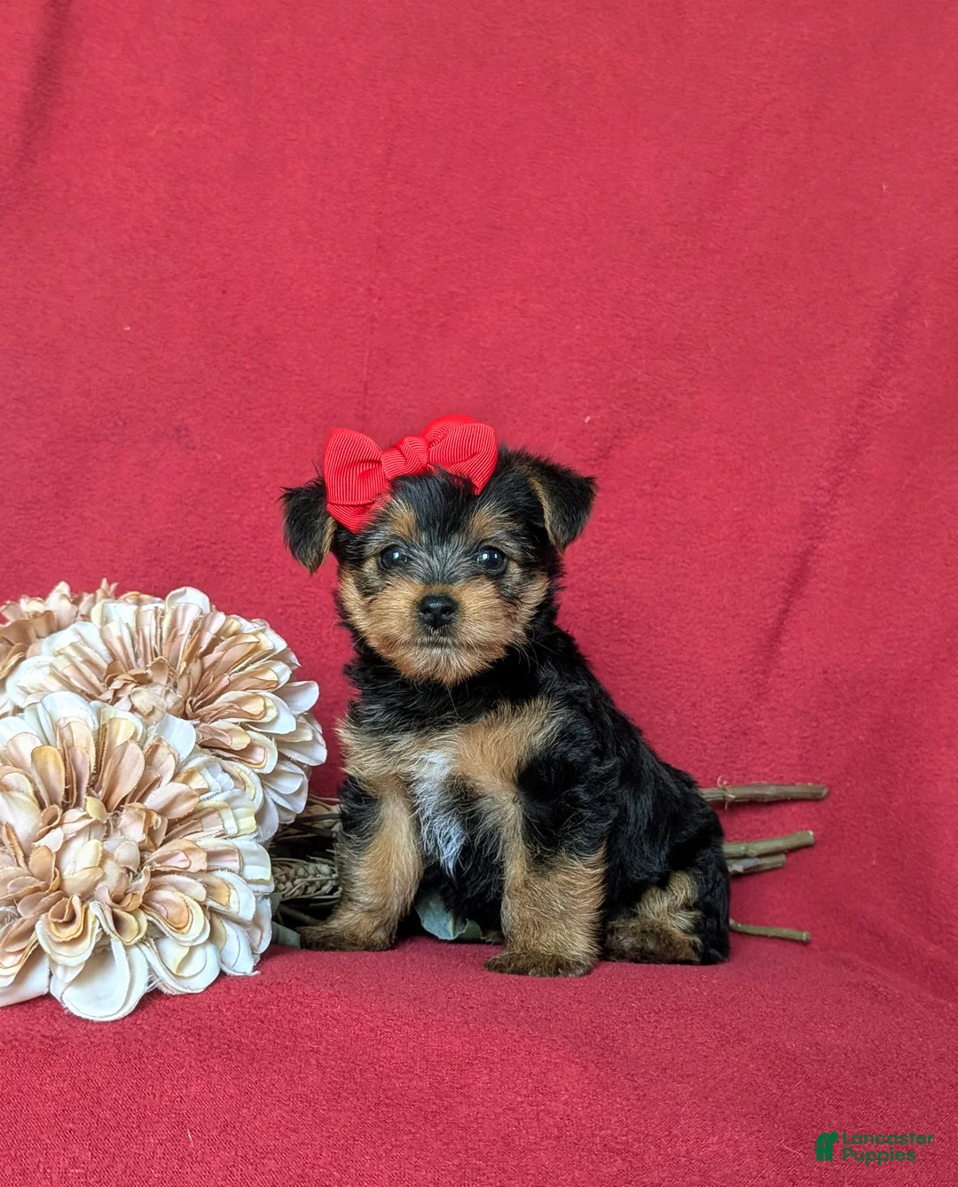 Yorkshire Terrier dogs for sale: Trinity 4.5 lbs Full Grown - Ad 2