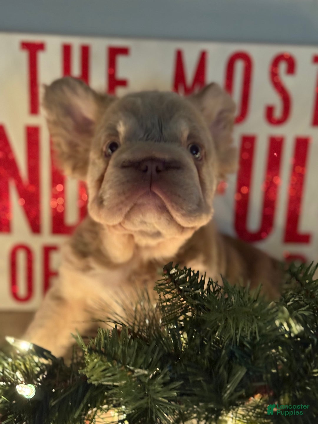 French Bulldog dogs for sale: Frosty - Ad 2