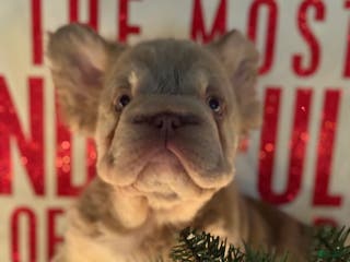 French Bulldog dogs Frosty - Ad 20