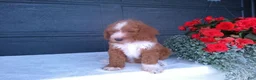 Goldendoodle dogs for sale: Chase - Ad 5