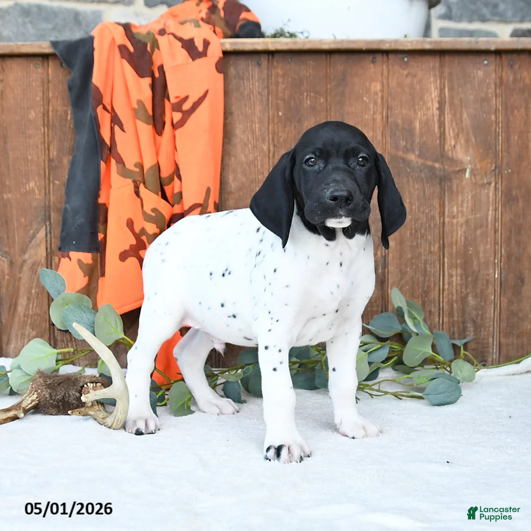 German Shorthaired Pointer dogs for sale: Micky - Ad 2
