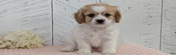Cavapoo dogs for sale: Ziggy - Ad 6
