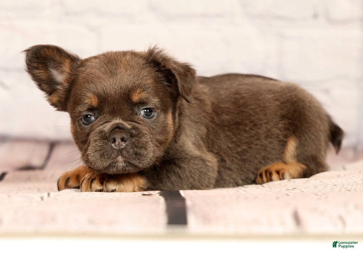 French Bulldog dogs Louie - Ad 2