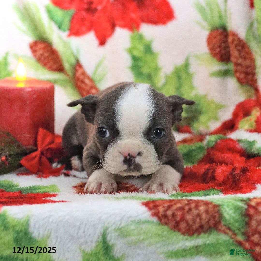 Boston Terrier dogs for sale: Homer - Ad 3