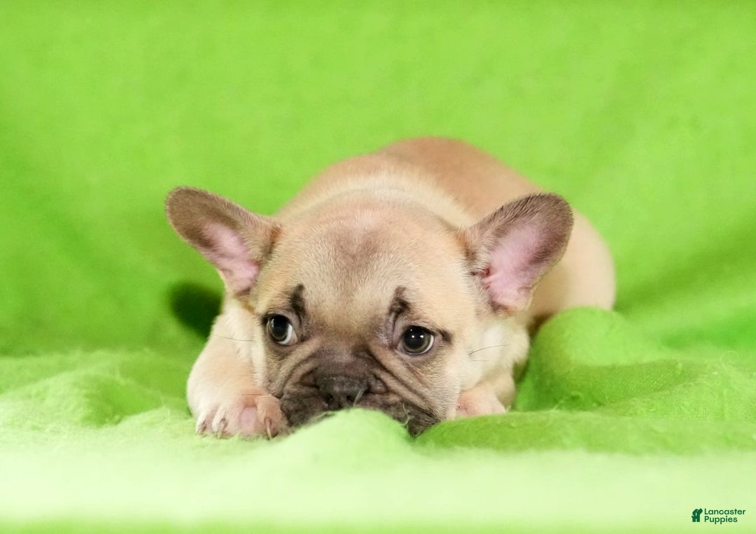French Bulldog dogs for sale: Candice - Ad 7