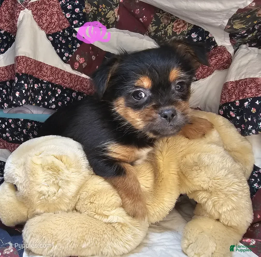 Mixed Breed dogs for sale: Glenna [Peke + Yorkie] - Ad 1