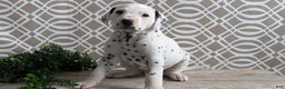 Dalmatian dogs for sale: Tyson - Ad 2