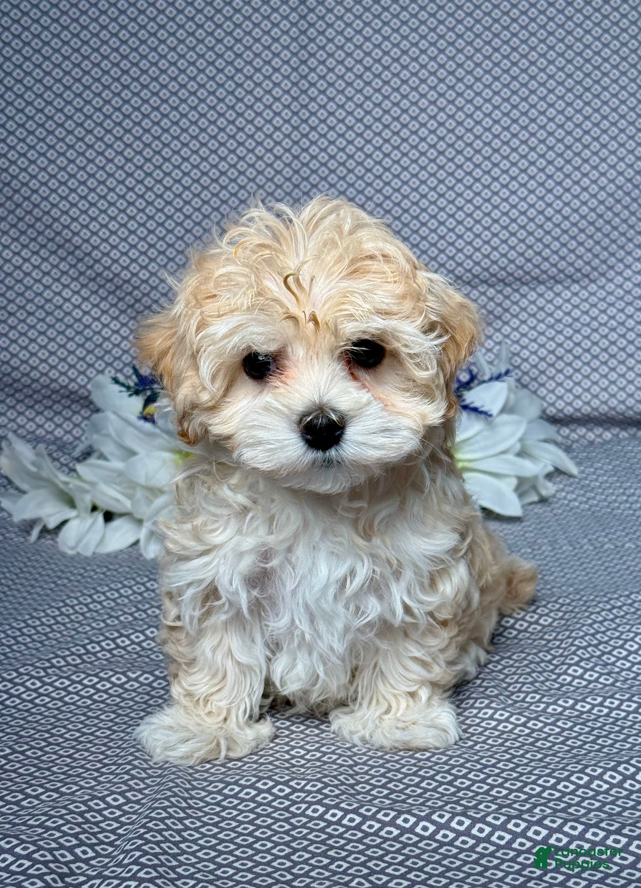 Maltipoo dogs Kara - Ad 1
