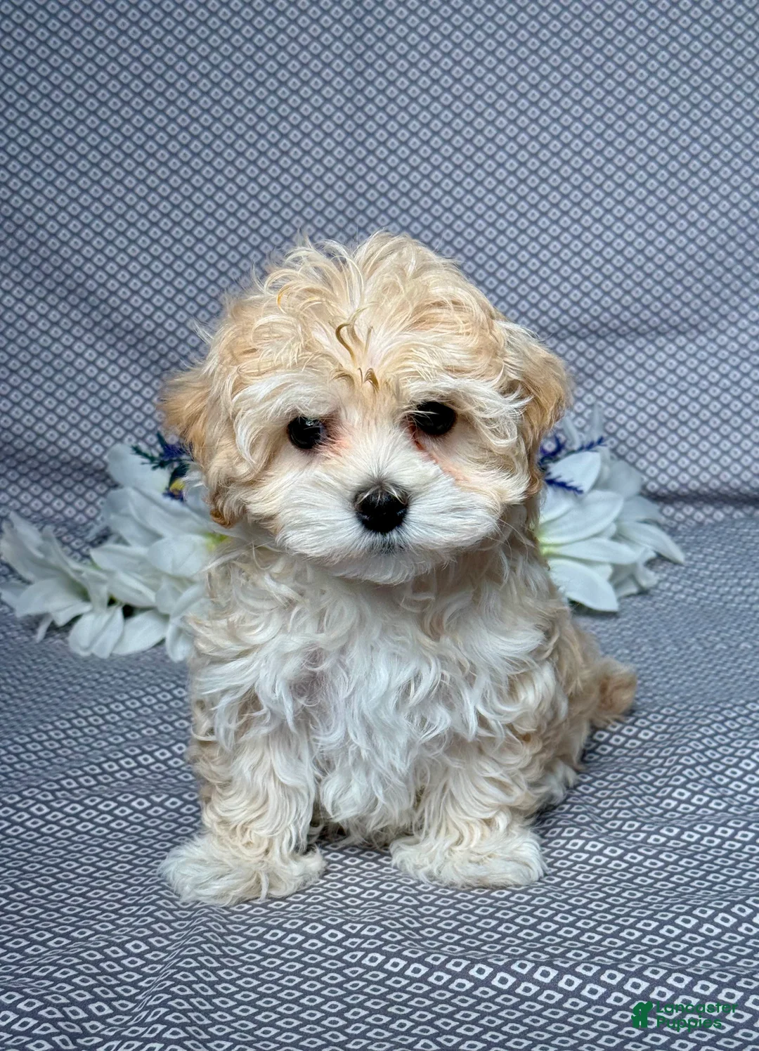 Maltipoo dogs for sale: Kara - Ad 1