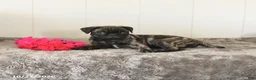 Pug dogs for sale: Midnight - Ad 4
