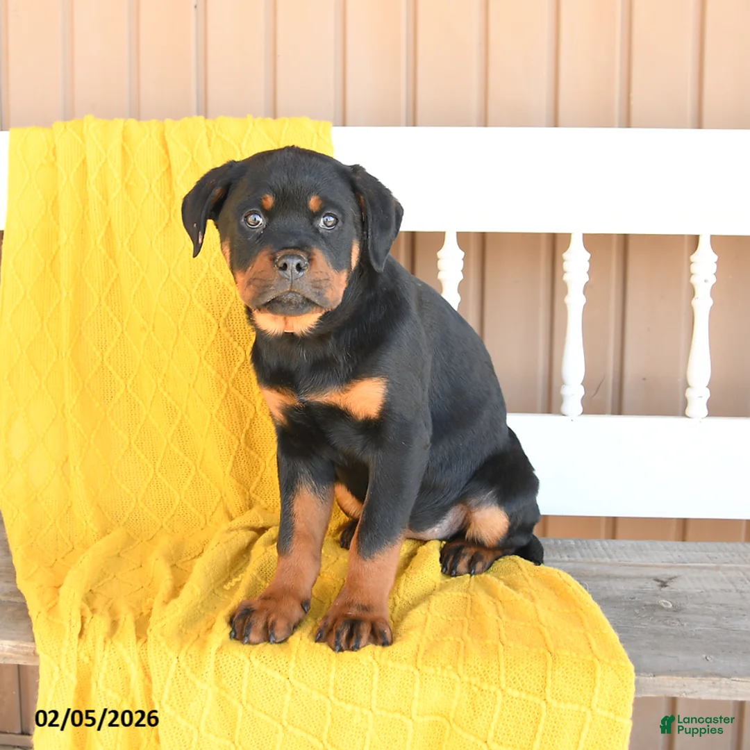 Rottweiler dogs for sale: Sundance - Ad 4