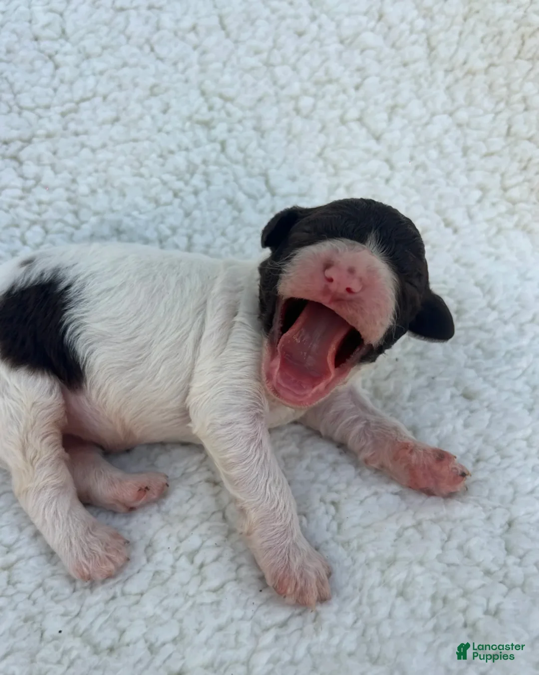 Lagotto Romagnolo dogs for sale: Collette - Ad 2
