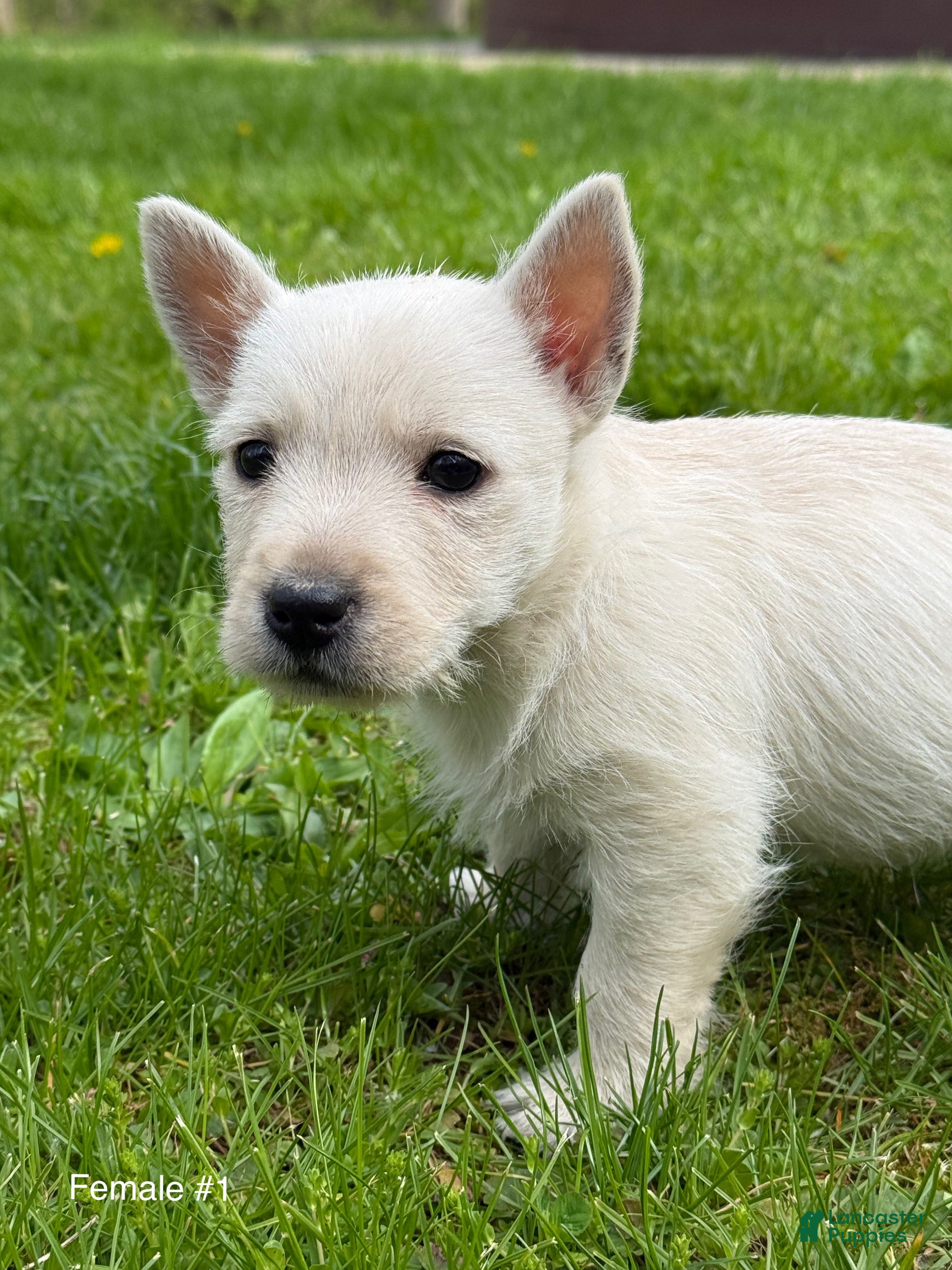 West Highland Terrier dogs for sale: West Highland Terrier Puppy 1 - Ad 3