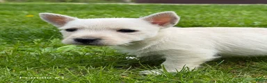 West Highland Terrier Puppy 1