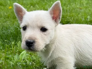 West Highland Terrier dogs for sale: West Highland Terrier Puppy 1 - Ad 3