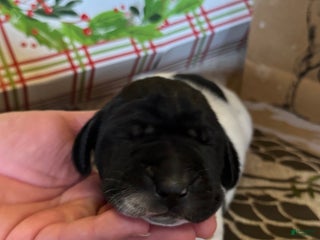 German Shorthaired Pointer dogs German Shorthaired Pointer Puppy 4 - Ad 4