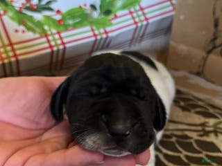 German Shorthaired Pointer dogs German Shorthaired Pointer Puppy 4 - Ad 18