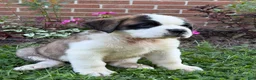 Saint Bernard dogs for sale: Rosie - Ad 5