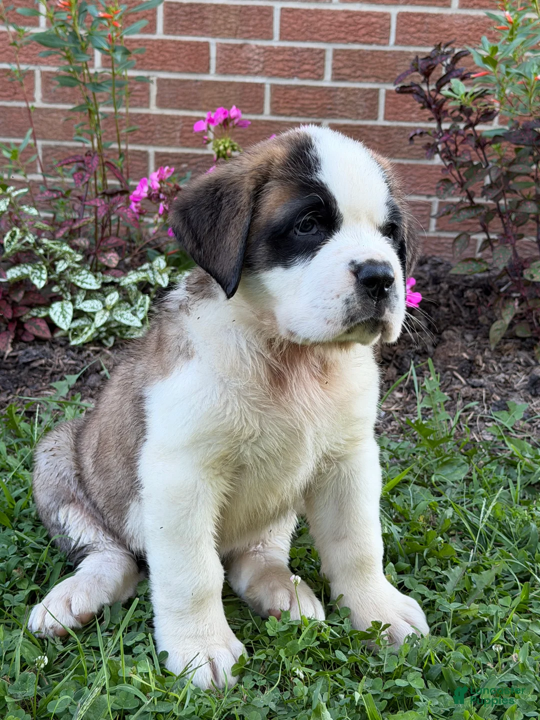 Saint Bernard dogs for sale: Rosie - Ad 5