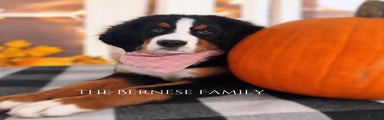 Bernese Mountain Dog Puppy 3