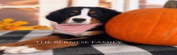 Bernese Mountain Dog dogs for sale: Bernese Mountain Dog Puppy 3 - Ad 1