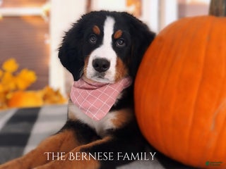 Bernese Mountain Dog dogs Bernese Mountain Dog Puppy 3 - Ad 27