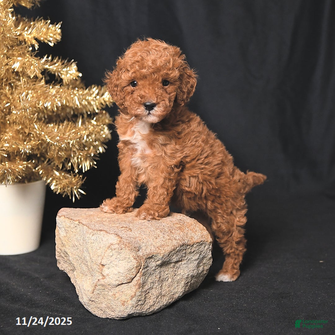 Toy Poodle dogs for sale: Tiny Biscuit - Ad 2