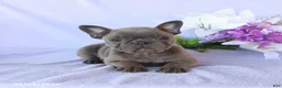 Frenchton dogs for sale: Ava  - Ad 4