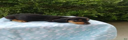 Miniature Dachshund dogs for sale: Jeffy - Ad 4