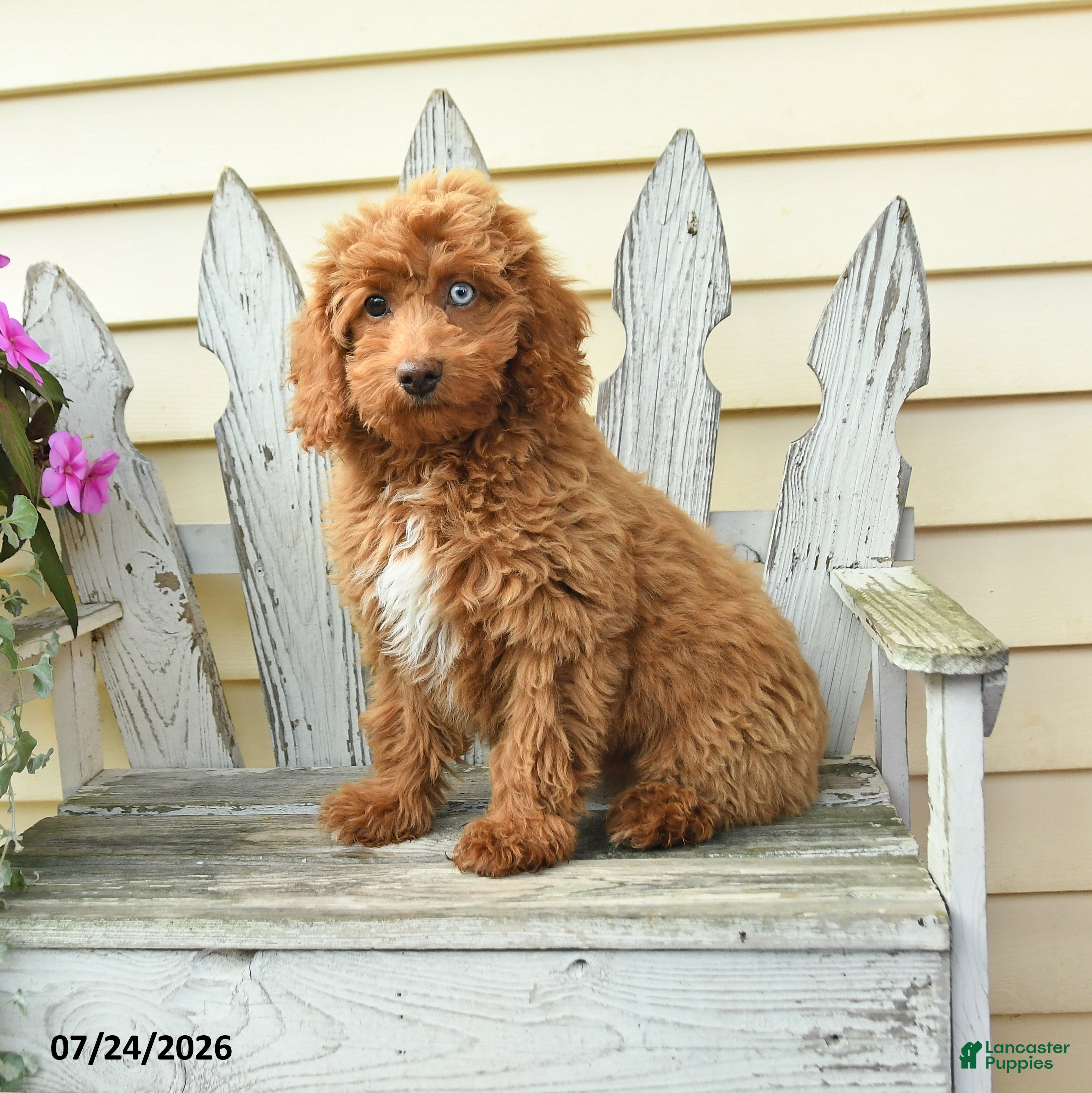 Aussiedoodle dogs Reva - Ad 1