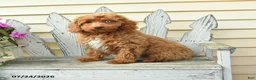 Aussiedoodle dogs for sale: Reva - Ad 1