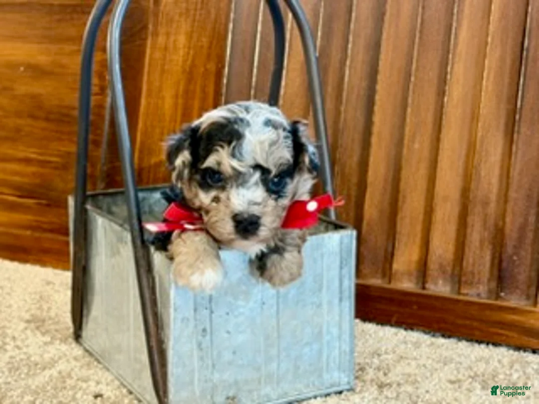 Toy Poodle dogs for sale: Goose - Ad 3