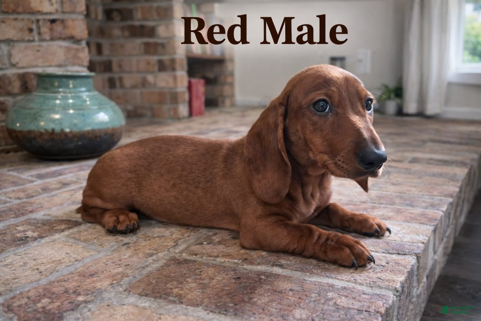 Miniature Dachshund dogs Miniature Dachshund Puppy 3 - Ad 19