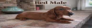 Miniature Dachshund Puppy 3